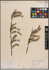 Foto von Salix discolor Muhl.